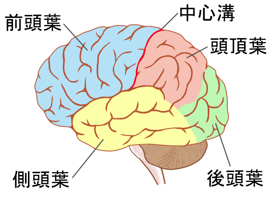 脳の種類