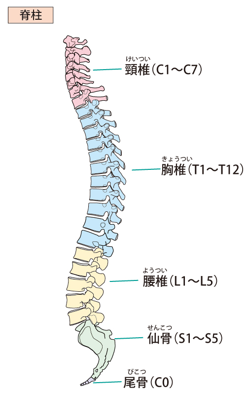 脊椎　背骨